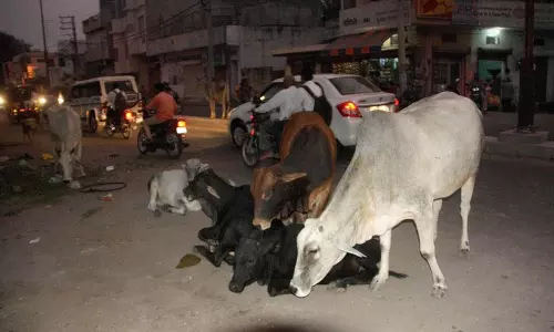 रेवाड़ी में आवारा पशुओं का कहर, दो लोगों की मौत रेवाड़ी में आवारा पशुओं का कहर, दो लोगों की मौत