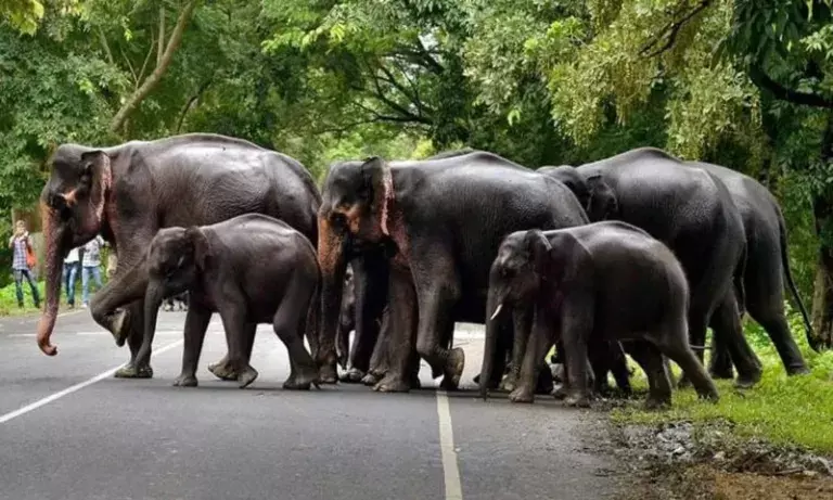 Assam: वंतारा बनाएगा 3 रेस्क्यू सेंटर, एक खास हाथियों के लिए Assam: वंतारा बनाएगा 3 रेस्क्यू सेंटर, एक खास हाथियों के लिए