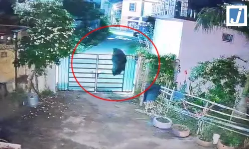जब कुत्तों के झुंड ने भालू को खदेड़ा, CG का VIDEO