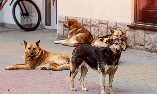 Rajouri में सामान्य हुए हालात, स्कूलों का संचालन शुरू Rajouri में सामान्य हुए हालात, स्कूलों का संचालन शुरू