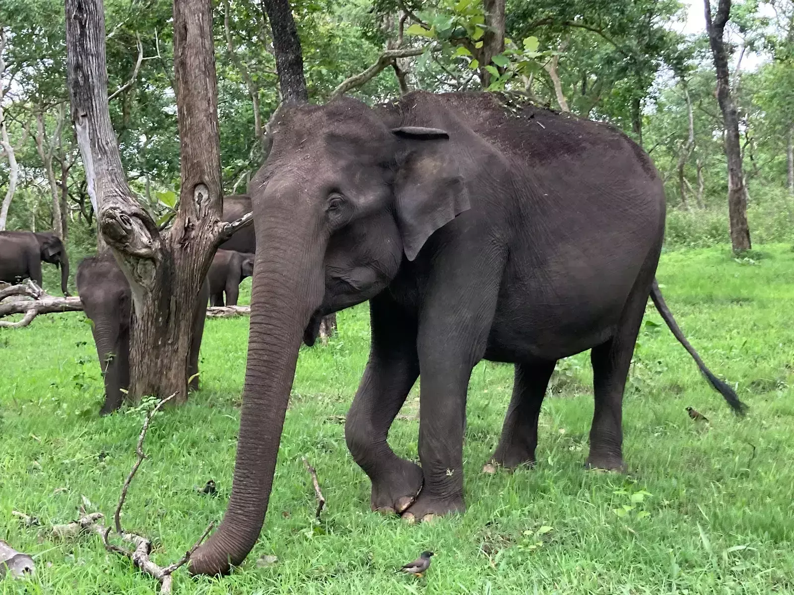 तमिलनाडु ने इंसान और हाथी के बीच टकराव को रोकने के लिए 20 करोड़ रुपये आवंटित किए तमिलनाडु ने इंसान और हाथी के बीच टकराव को रोकने के लिए 20 करोड़ रुपये आवंटित किए