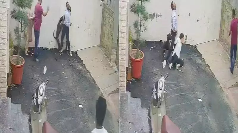 Patiala में पिट बुल अटैक, दो लोग गंभीर रूप से घायल Patiala में पिट बुल अटैक, दो लोग गंभीर रूप से घायल