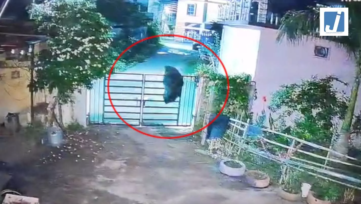जब कुत्तों के झुंड ने भालू को खदेड़ा, CG का VIDEO जब कुत्तों के झुंड ने भालू को खदेड़ा, CG का VIDEO