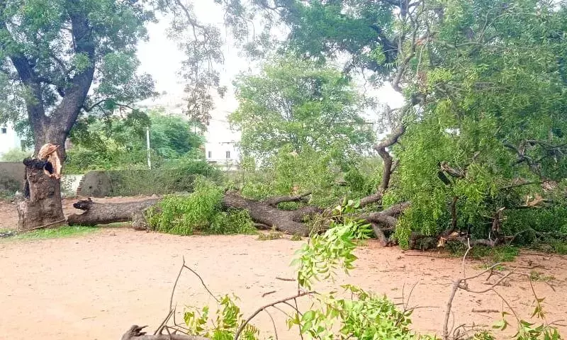 Telangana: पेड़ गिरने से एक छात्र की मौत, चार घायल Telangana: पेड़ गिरने से एक छात्र की मौत, चार घायल