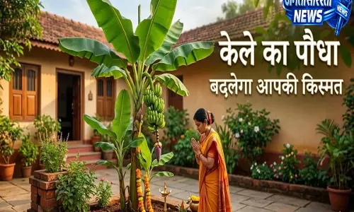 वास्तु में केले के पेड़ का खास महत्व घर में लगाने से पहले जान लें ये नियम वास्तु में केले के पेड़ का खास महत्व घर में लगाने से पहले जान लें ये नियम