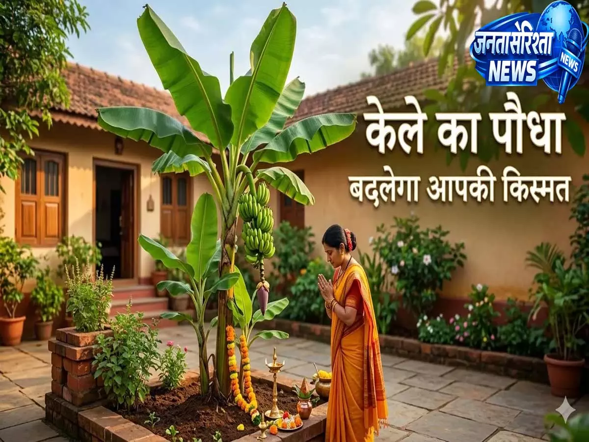 वास्तु में केले के पेड़ का खास महत्व घर में लगाने से पहले जान लें ये नियम वास्तु में केले के पेड़ का खास महत्व घर में लगाने से पहले जान लें ये नियम