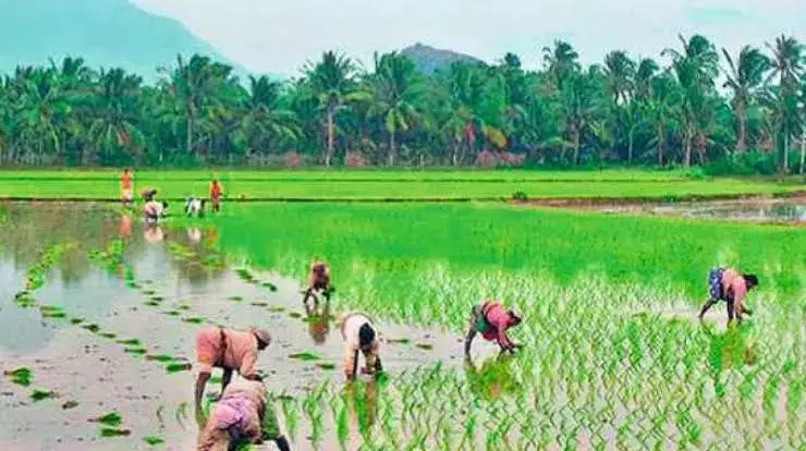 Andhra: फसल बीमा की समय-सीमा बढ़ाई जा सकती है