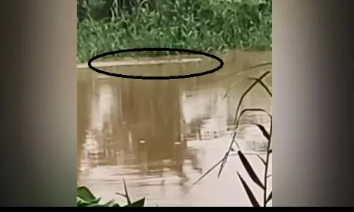भद्रक में मगरमच्छ का आतंक: बाढ़ के बीच सड़क से कुत्ते को खींच ले गया मगरमच्छ भद्रक में मगरमच्छ का आतंक: बाढ़ के बीच सड़क से कुत्ते को खींच ले गया मगरमच्छ