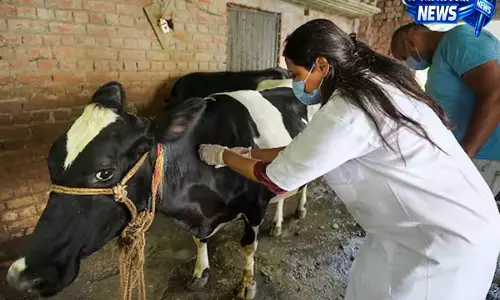 लंपी रोग को लेकर पशुपालन विभाग अलर्ट पशुपालकों को दिए बचाव के टिप्स लंपी रोग को लेकर पशुपालन विभाग अलर्ट पशुपालकों को दिए बचाव के टिप्स