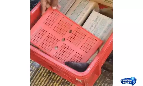 आइसक्रीम के क्रेट में मिला चूहा, वायरल वीडियो से हड़कंप