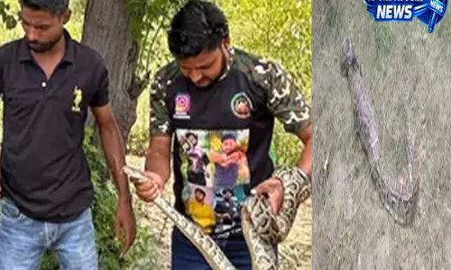 मेरठ में घर में घुसा 8 फीट का अजगर रेस्क्यू कर जंगल में छोड़ा