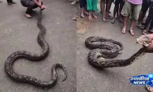 बांकी में मछली पकड़ने के जाल में फंसा 16 फीट लंबा अजगर