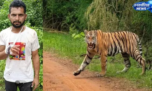 बाघ ने पशुपालक पर किया हमला, पिता ने डंडे बरसाकर बचाई बेटे की जान बाघ ने पशुपालक पर किया हमला, पिता ने डंडे बरसाकर बचाई बेटे की जान