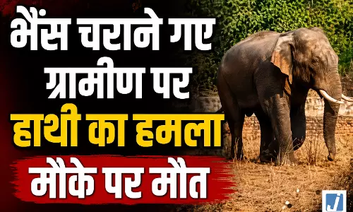 भैंस चराने गए ग्रामीण पर हाथी का हमला, मौके पर मौत भैंस चराने गए ग्रामीण पर हाथी का हमला, मौके पर मौत
