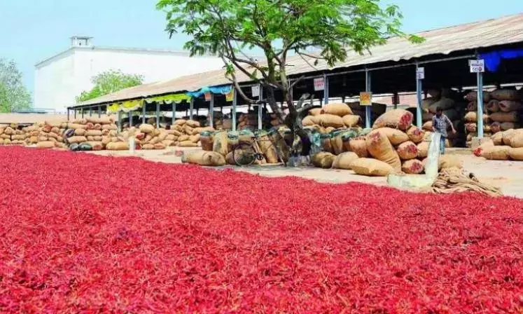 Andhra: श्रीलंका ने क्वालिटी से जुड़ी चिंताओं के कारण गुंटूर मिर्च की खेप को अस्वीकार कर दिया