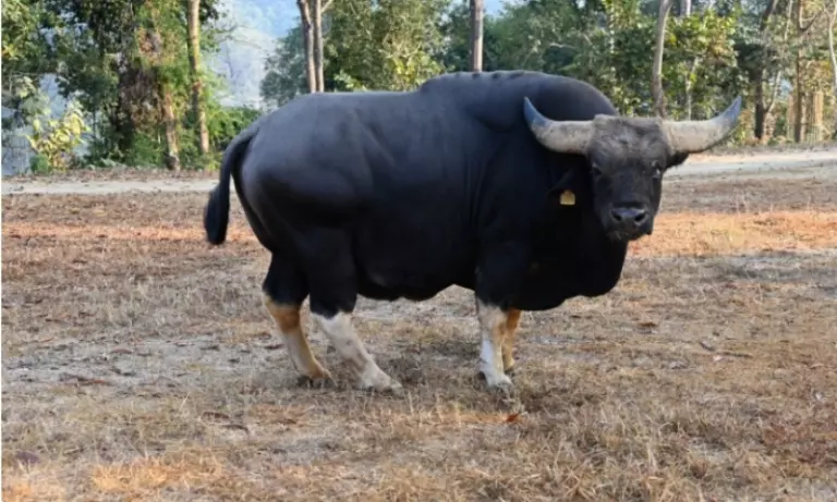 Arunachal: जेनेटिक स्टडी में मिथुन की घटती आबादी का खुलासा Arunachal: जेनेटिक स्टडी में मिथुन की घटती आबादी का खुलासा