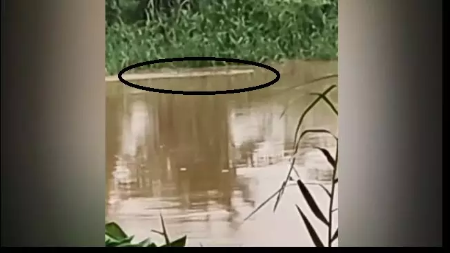 भद्रक में मगरमच्छ का आतंक: बाढ़ के बीच सड़क से कुत्ते को खींच ले गया मगरमच्छ भद्रक में मगरमच्छ का आतंक: बाढ़ के बीच सड़क से कुत्ते को खींच ले गया मगरमच्छ