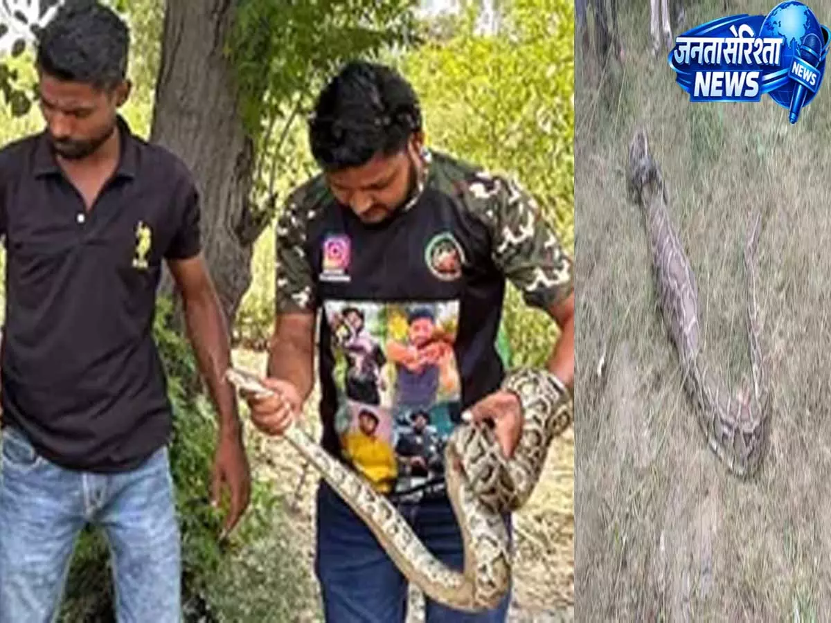 मेरठ में घर में घुसा 8 फीट का अजगर रेस्क्यू कर जंगल में छोड़ा मेरठ में घर में घुसा 8 फीट का अजगर रेस्क्यू कर जंगल में छोड़ा