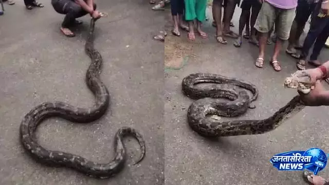 बांकी में मछली पकड़ने के जाल में फंसा 16 फीट लंबा अजगर बांकी में मछली पकड़ने के जाल में फंसा 16 फीट लंबा अजगर