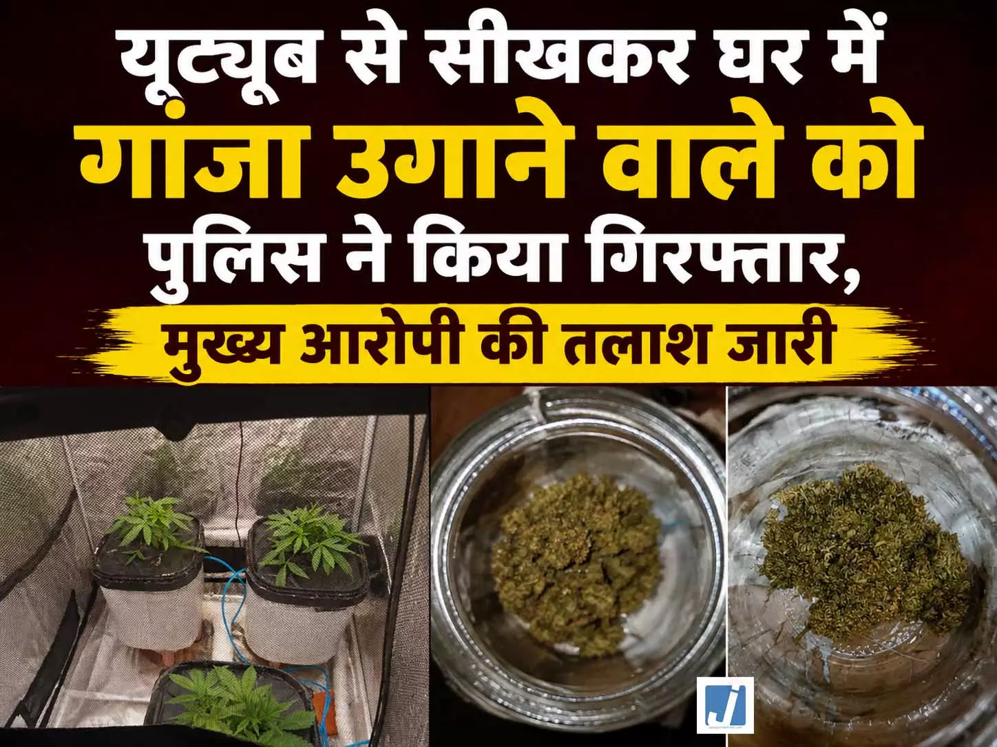 YouTube से सीखकर घर में गांजा उगाने वाले को पुलिस ने किया गिरफ्तार, मुख्य आरोपी की तलाश जारी YouTube से सीखकर घर में गांजा उगाने वाले को पुलिस ने किया गिरफ्तार, मुख्य आरोपी की तलाश जारी