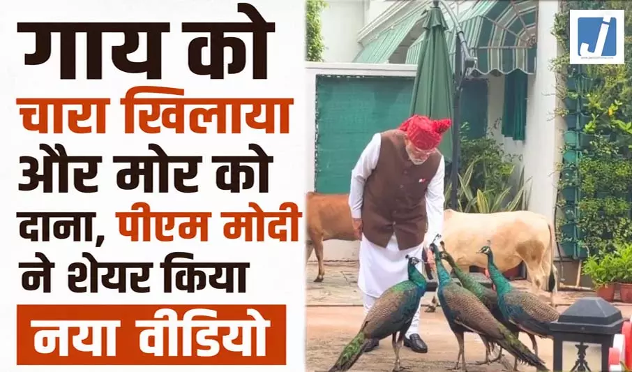 गाय को चारा खिलाया और मोर को दाना, पीएम मोदी ने शेयर किया नया वीडियो, बोले- ये मेरी दैनिक दिनचर्या गाय को चारा खिलाया और मोर को दाना, पीएम मोदी ने शेयर किया नया वीडियो, बोले- ये मेरी दैनिक दिनचर्या