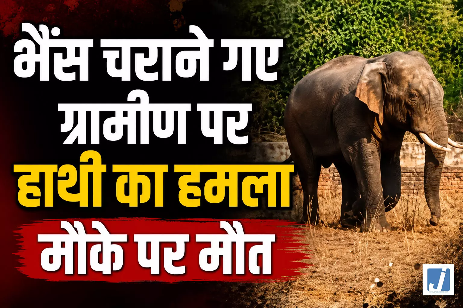 भैंस चराने गए ग्रामीण पर हाथी का हमला, मौके पर मौत भैंस चराने गए ग्रामीण पर हाथी का हमला, मौके पर मौत