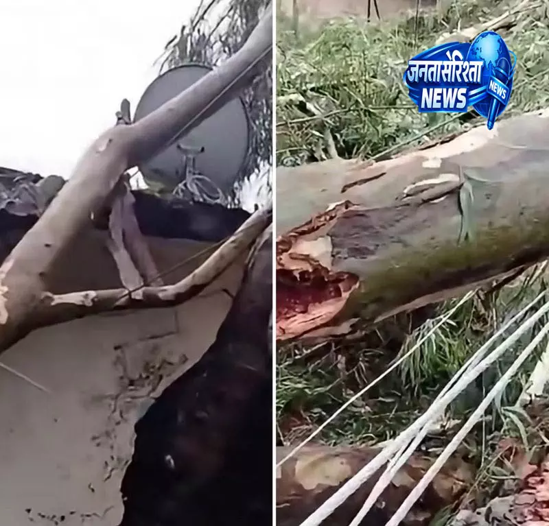 Palampur ठाकुरद्वारा में गिरा विशाल पेड़, दो परिवार बचे Palampur ठाकुरद्वारा में गिरा विशाल पेड़, दो परिवार बचे