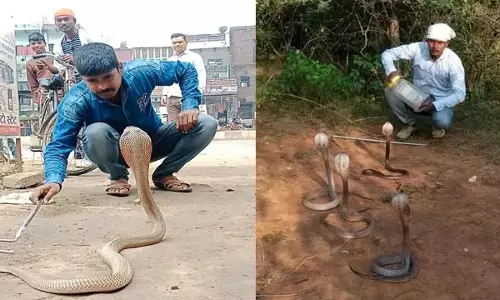 सांपों का दोस्त है रतन, फनधारी विषधरों को हाथों से पकड़कर देता है नई जिंदगी