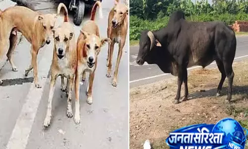 घर के बाहर खेल रही बच्ची पर कुत्तों का हमला