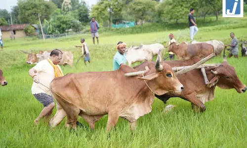 CM साय ने अपने खेत में बैलों के साथ उतरकर हल चलाया