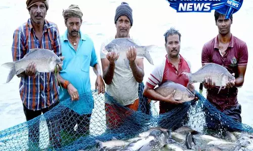 मछली उत्पादन में भारत का डंका: दुनिया में दूसरे नंबर पर, 8% योगदान मछली उत्पादन में भारत का डंका: दुनिया में दूसरे नंबर पर, 8% योगदान