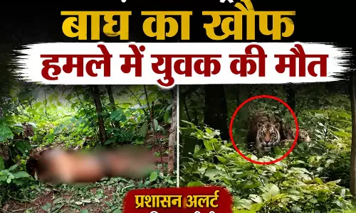 छत्तीसगढ़-महाराष्ट्र सीमा पर बाघ का खौफ, हमले में युवक की मौत