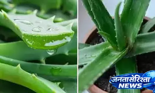 स्मार्ट गार्डनिंग हैक पौधों में ऐसे लगाएं एलोवेरा जेल स्मार्ट गार्डनिंग हैक पौधों में ऐसे लगाएं एलोवेरा जेल