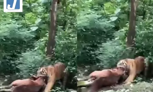 बाघ ने घोड़े का किया शिकार, जबड़ों में दबाकर जंगल की ओर घसीटा