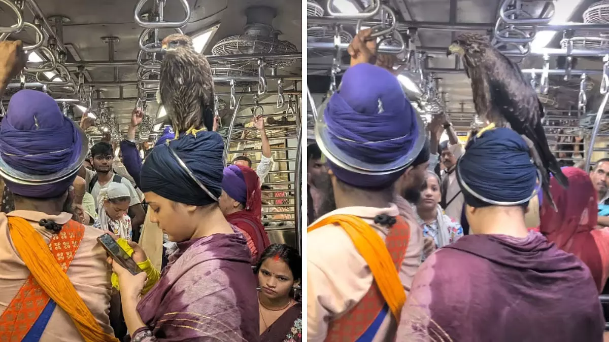 मुंबई लोकल में महिला की पगड़ी पर बैठकर बाज ने किया सफर, वायरल हुआ अनोखा वीडियो मुंबई लोकल में महिला की पगड़ी पर बैठकर बाज ने किया सफर, वायरल हुआ अनोखा वीडियो