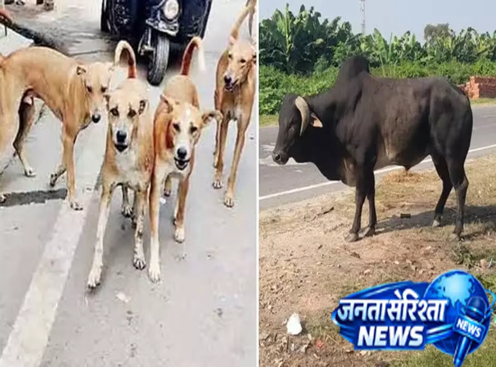 घर के बाहर खेल रही बच्ची पर कुत्तों का हमला घर के बाहर खेल रही बच्ची पर कुत्तों का हमला