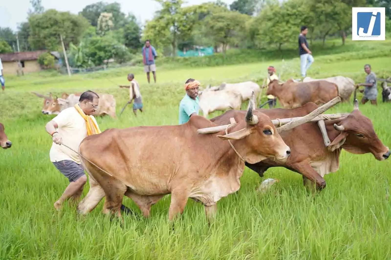 CM साय ने अपने खेत में बैलों के साथ उतरकर हल चलाया CM साय ने अपने खेत में बैलों के साथ उतरकर हल चलाया