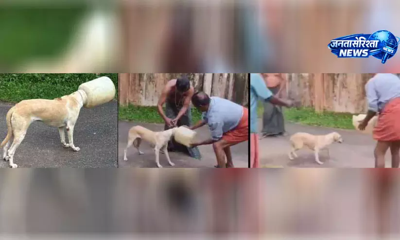 बाल्टी में फंसे कुत्ते को दो दिन बाद बचाया गया, भूख-प्यास से परेशान था बेजुबान बाल्टी में फंसे कुत्ते को दो दिन बाद बचाया गया, भूख-प्यास से परेशान था बेजुबान
