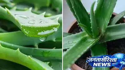 स्मार्ट गार्डनिंग हैक पौधों में ऐसे लगाएं एलोवेरा जेल स्मार्ट गार्डनिंग हैक पौधों में ऐसे लगाएं एलोवेरा जेल