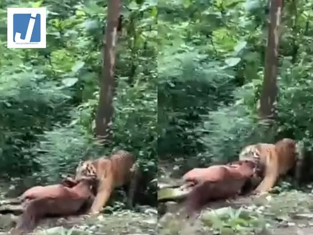 बाघ ने घोड़े का किया शिकार, जबड़ों में दबाकर जंगल की ओर घसीटा बाघ ने घोड़े का किया शिकार, जबड़ों में दबाकर जंगल की ओर घसीटा