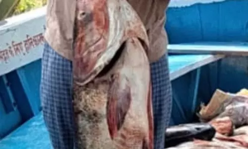 मछली पकड़ने के दौरान 40 किलो की बिगहेड कार्प जैसी बड़ी मछलियाँ पकड़ी