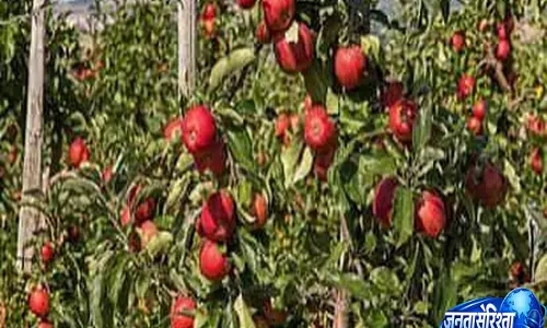 सेब बागवानों पर मौसम की मार कई गांवों में 90 फीसदी तक नुकसान सेब बागवानों पर मौसम की मार कई गांवों में 90 फीसदी तक नुकसान