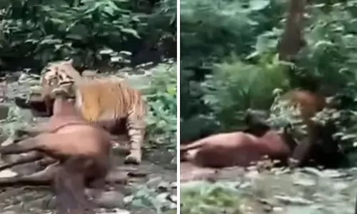 रामनगर में बाघ का आतंक, घोड़े का किया शिकार रामनगर में बाघ का आतंक, घोड़े का किया शिकार