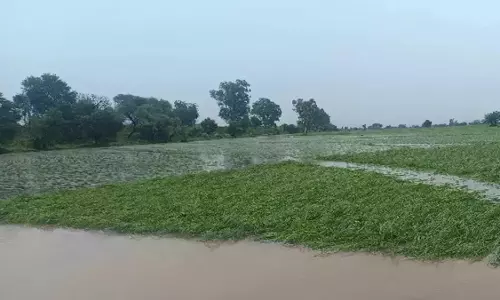जलभराव से ढराणा में सैकड़ों एकड़ फसल खतरे में, किसानों ने की पानी निकासी की मांग जलभराव से ढराणा में सैकड़ों एकड़ फसल खतरे में, किसानों ने की पानी निकासी की मांग