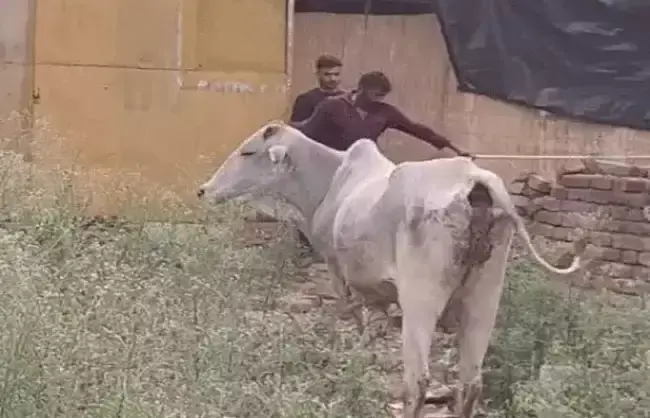 Rewari: दो मौतों के बाद तीन पशुपालकों पर मुकदमा, रेवाड़ी में मामला गरमाया
