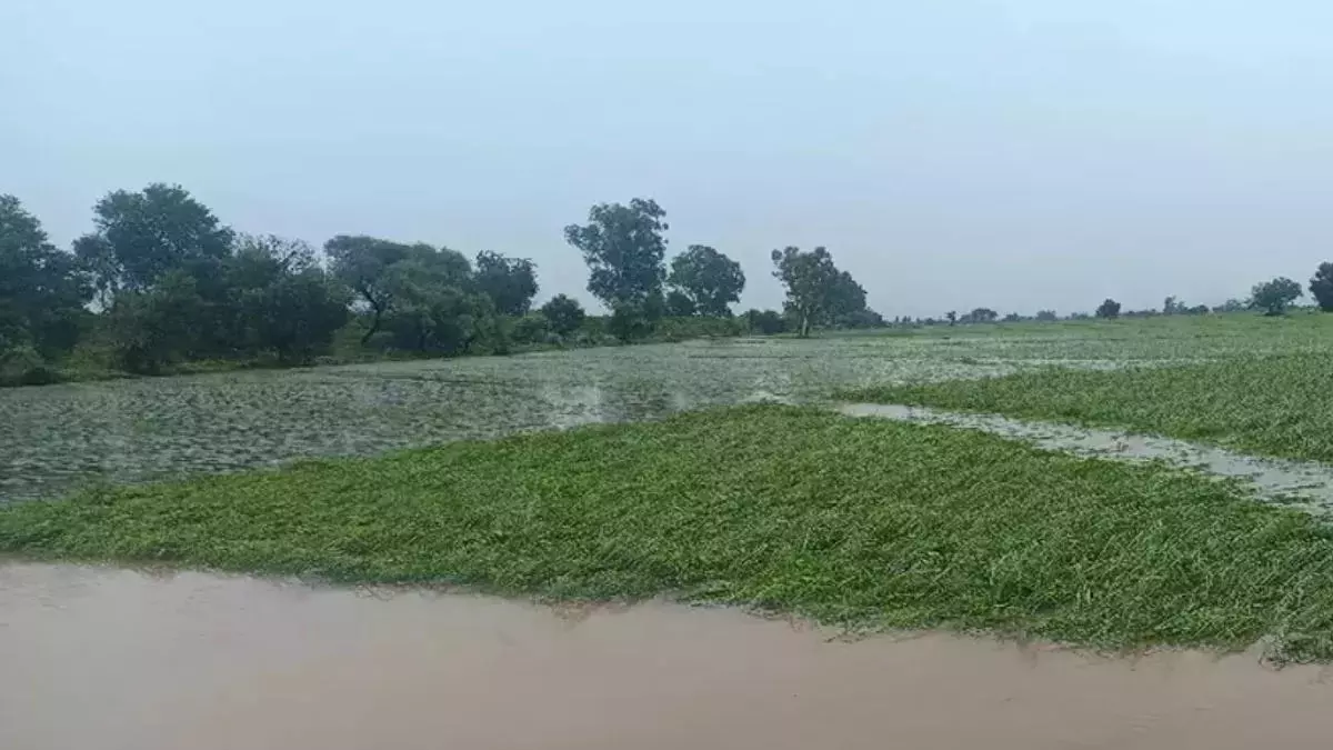 जलभराव से ढराणा में सैकड़ों एकड़ फसल खतरे में, किसानों ने की पानी निकासी की मांग जलभराव से ढराणा में सैकड़ों एकड़ फसल खतरे में, किसानों ने की पानी निकासी की मांग