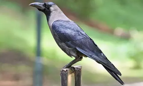 गलत सामान्य ज्ञान के सवालों पर विवाद, राष्ट्रीय पक्षी और राज्य से जुड़े तथ्यों में बड़ी चूक गलत सामान्य ज्ञान के सवालों पर विवाद, राष्ट्रीय पक्षी और राज्य से जुड़े तथ्यों में बड़ी चूक