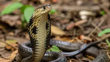 सांप के काटने पर तुरंत मिलेगा इलाज, महाराष्ट्र सरकार ने बदला कानून