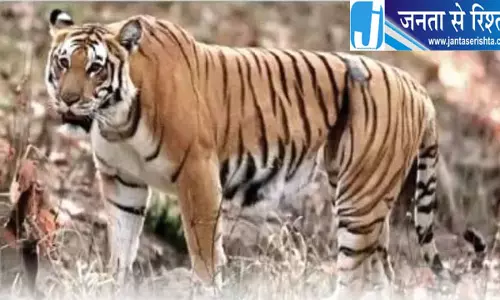 रामनगर में बाघ की दहशत, गिरिजा मंदिर के पास गाय का शिकार रामनगर में बाघ की दहशत, गिरिजा मंदिर के पास गाय का शिकार