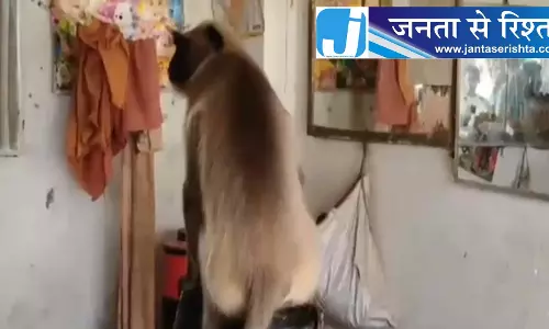 नाई भागा बाहर, कुर्सी पर बैठा लंगूर...सैलून के आईने में खुद को देखकर रह गया हैरान